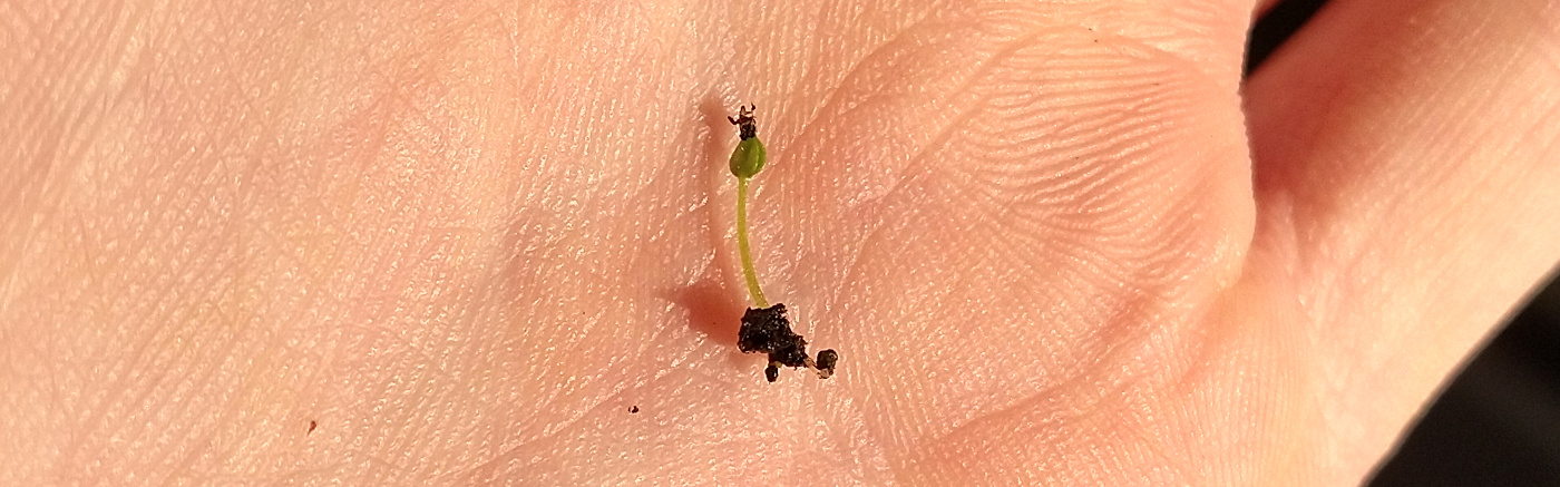 snapdragon seedling